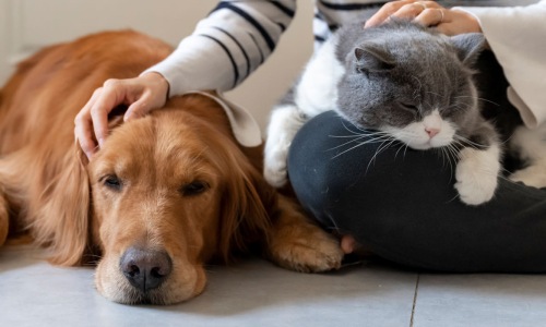 a dog and a cat laying in a persons lap